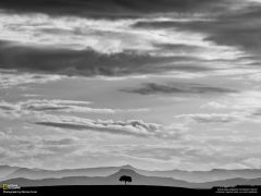 Tapeta National Geographic 680.jpg
